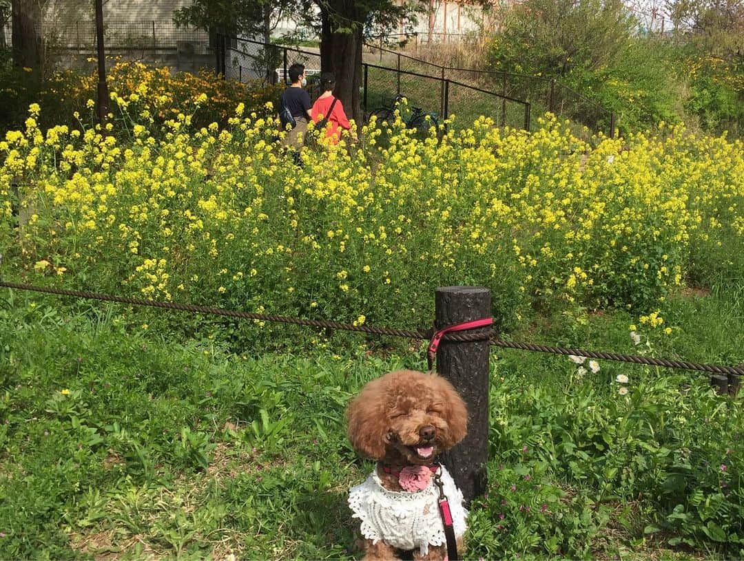 知念芽衣さんのインスタグラム写真 - (知念芽衣Instagram)「#springflowers  #springhascome  #里山ガーデンフェスタ  #トイプードル #トイプードル女の子」4月3日 18時14分 - meichinen