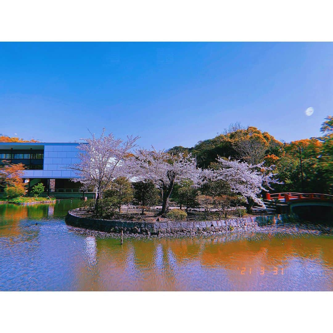 平祐奈さんのインスタグラム写真 - (平祐奈Instagram)「今夜はもしツア✴︎ 神社に行きたくなるツアー第7弾‼︎  ゲストはぺこぱのお2人🕺🤵‍♂️ 鶴岡八幡宮へ今が旬の桜を見に行ってきました〜！ 楽しい旅でした♪  このあと18:30~ぜひご覧下さい🌼 #もしもツアーズ #鶴岡八幡宮  #祐奈の神社日記」4月3日 18時14分 - yunataira_official