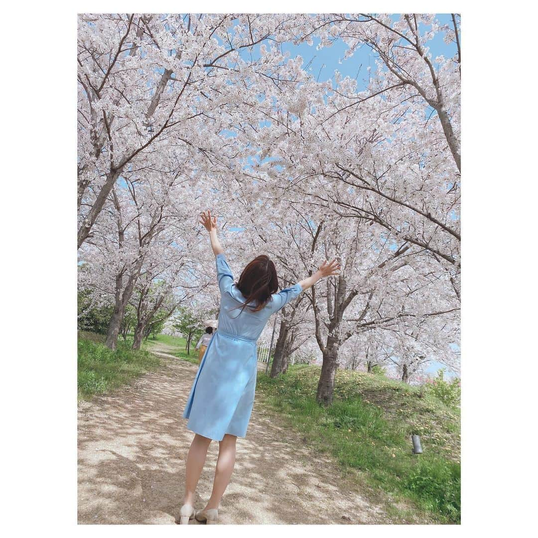 野口七海さんのインスタグラム写真 - (野口七海Instagram)「🌸🌸🌸  #🌸 #桜 #sakura #徳島 #tokushima #北島町 #フォーカス徳島 #アナウンサー #野口七海 #女子アナ #春 #桜並木 #followｍe #ロケのひとコマ」4月3日 21時22分 - noguchi_nanami