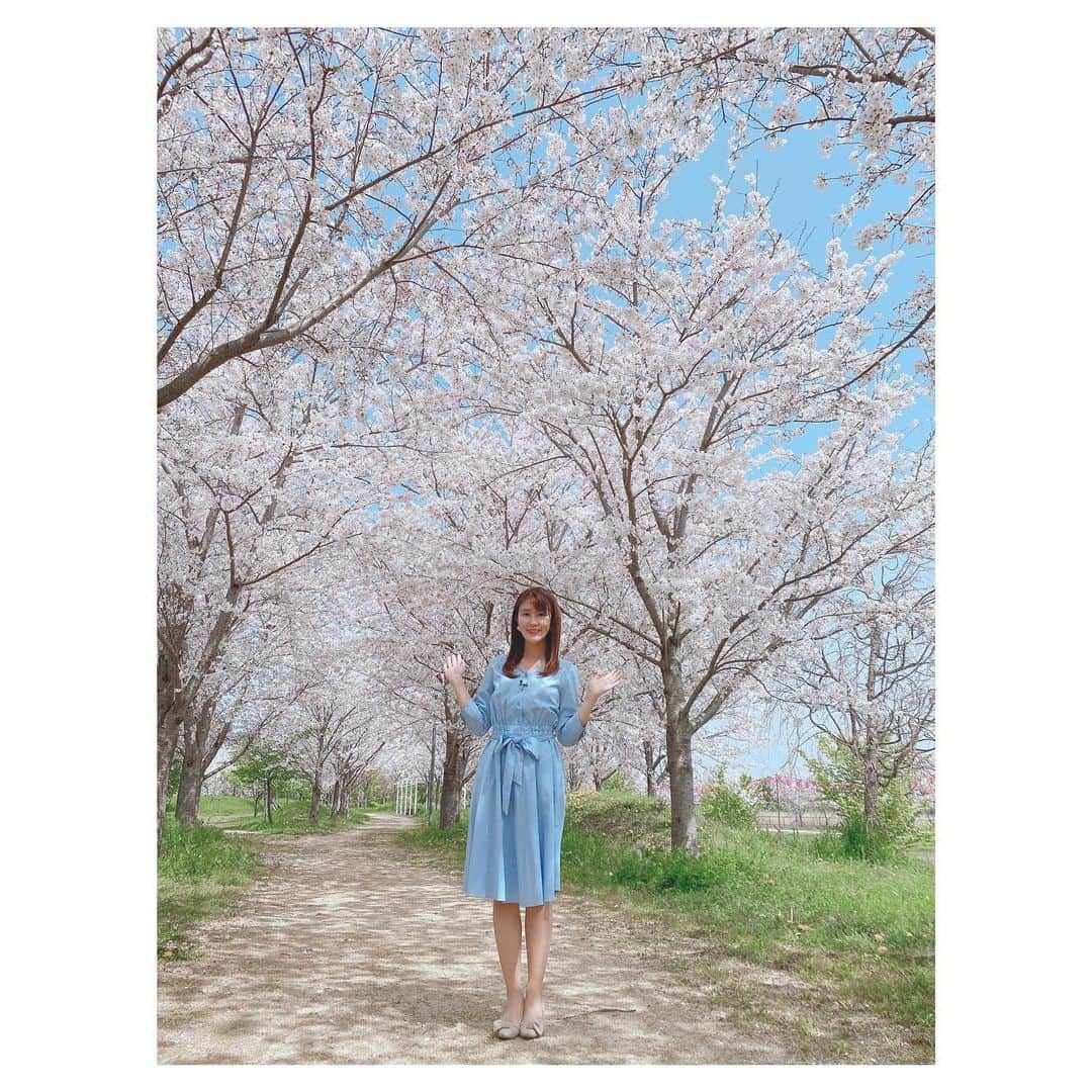 野口七海さんのインスタグラム写真 - (野口七海Instagram)「🌸🌸🌸  #🌸 #桜 #sakura #徳島 #tokushima #北島町 #フォーカス徳島 #アナウンサー #野口七海 #女子アナ #春 #桜並木 #followｍe #ロケのひとコマ」4月3日 21時22分 - noguchi_nanami