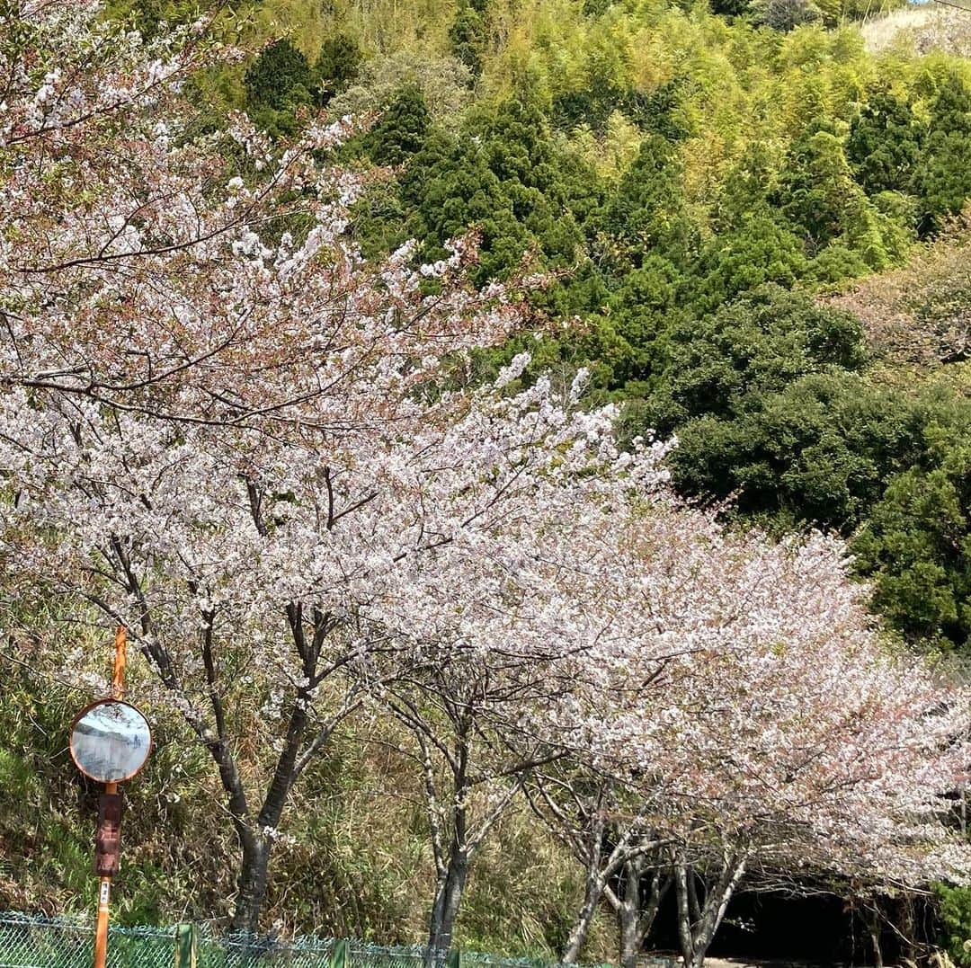 重長智子さんのインスタグラム写真 - (重長智子Instagram)「. . 標高501mの高草山。 . 桜は散り始めていましたが、 とにかく絶景でした🌸🌸 . とても静かな公園で、 鳥のさえずりや風の音が聴こえ、 心が落ち着くはずなのですが… . 4歳児は走り回って、 てんとう虫と触れ合って、 縄跳びして…忙しかったです💦 . . ※写真は4/3の様子です📸 . . #高草山 #静岡市と焼津市の間 #絶景スポット #駐車場のある公園 #蜜じゃない #ピクニック #自由な4歳児 #0歳児は抱っこ紐」4月3日 21時32分 - tomoko_shigenaga