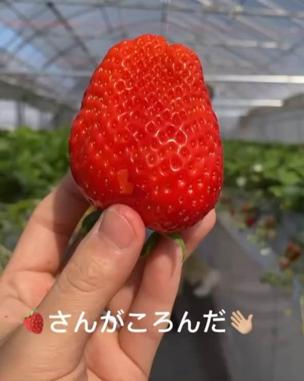 のインスタグラム：「伝説の動画『🍓さんがころんだ』  黒石さんが天然炸裂して何度も撮り直したのはここだけの話。 NGカットも愛おしい思い出なので2枚目に載せておきます♥  音声ありでお楽しみください〜（📢BGMつきなので音量注意！）  #いちごさんが転んだ #いちご狩り #strawberry」