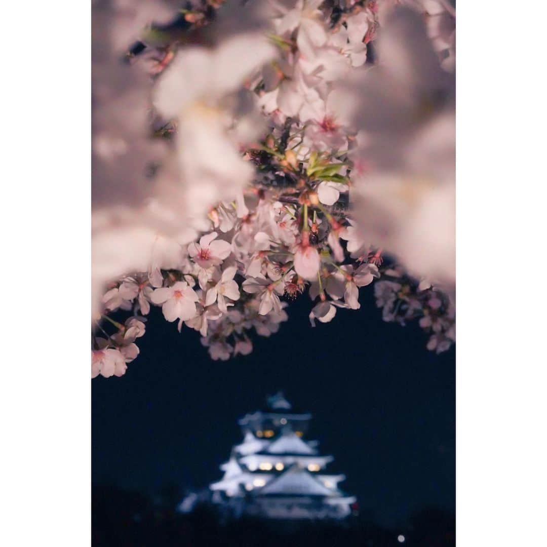 岩原大起のインスタグラム：「黒木さん × 夜の城公園  社内でばったり会った黒木さんを捕まえて 急きょ撮らせてもらいました。  夜桜はまた来年チャレンジしたいです。  #α7iii #canon85mmf18 #camera #photography #sakura #photo  #桜ポートレート #桜 #サクラ #春  #大阪 #大阪城公園 #ytv」
