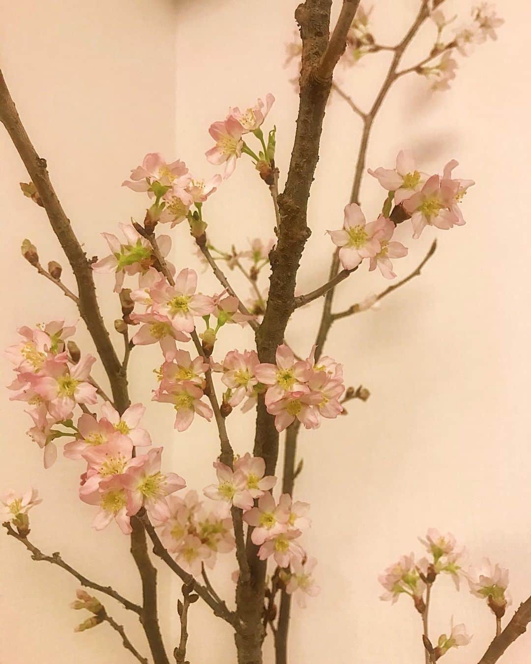 丸田佳奈のインスタグラム：「関東の桜も終わりましたね🌸 今年も桜の枝を買って家で楽しみました。 たくさん綺麗に咲いてくれました✨  #おうち時間 #桜 #さくら #cherryblossom  #春 #ピンク #啓翁桜 #🌸」