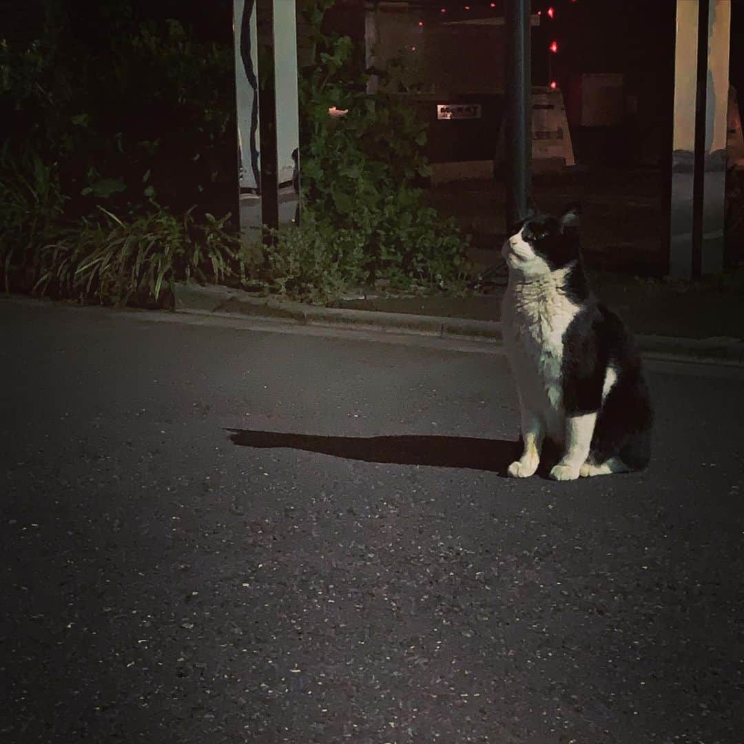 澤田友美さんのインスタグラム写真 - (澤田友美Instagram)「. 優しい🐈‍⬛の、はっちゃん。 夜中に会うんだけど帰る時は道の途中まで見送りしてくれるの。空をみつめて何を思ってるのかなぁ」4月4日 0時39分 - tomomi__sawada