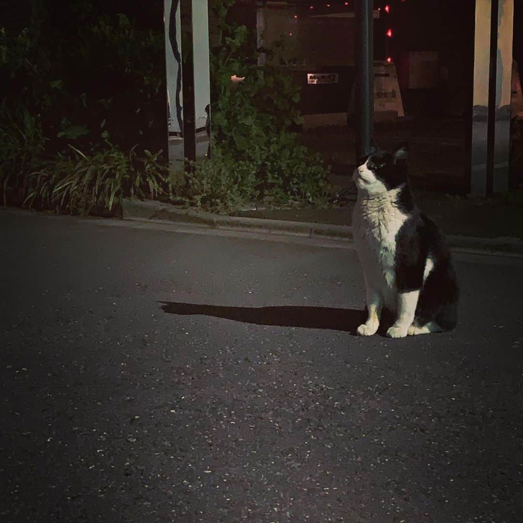 澤田友美のインスタグラム：「. 優しい🐈‍⬛の、はっちゃん。 夜中に会うんだけど帰る時は道の途中まで見送りしてくれるの。空をみつめて何を思ってるのかなぁ」