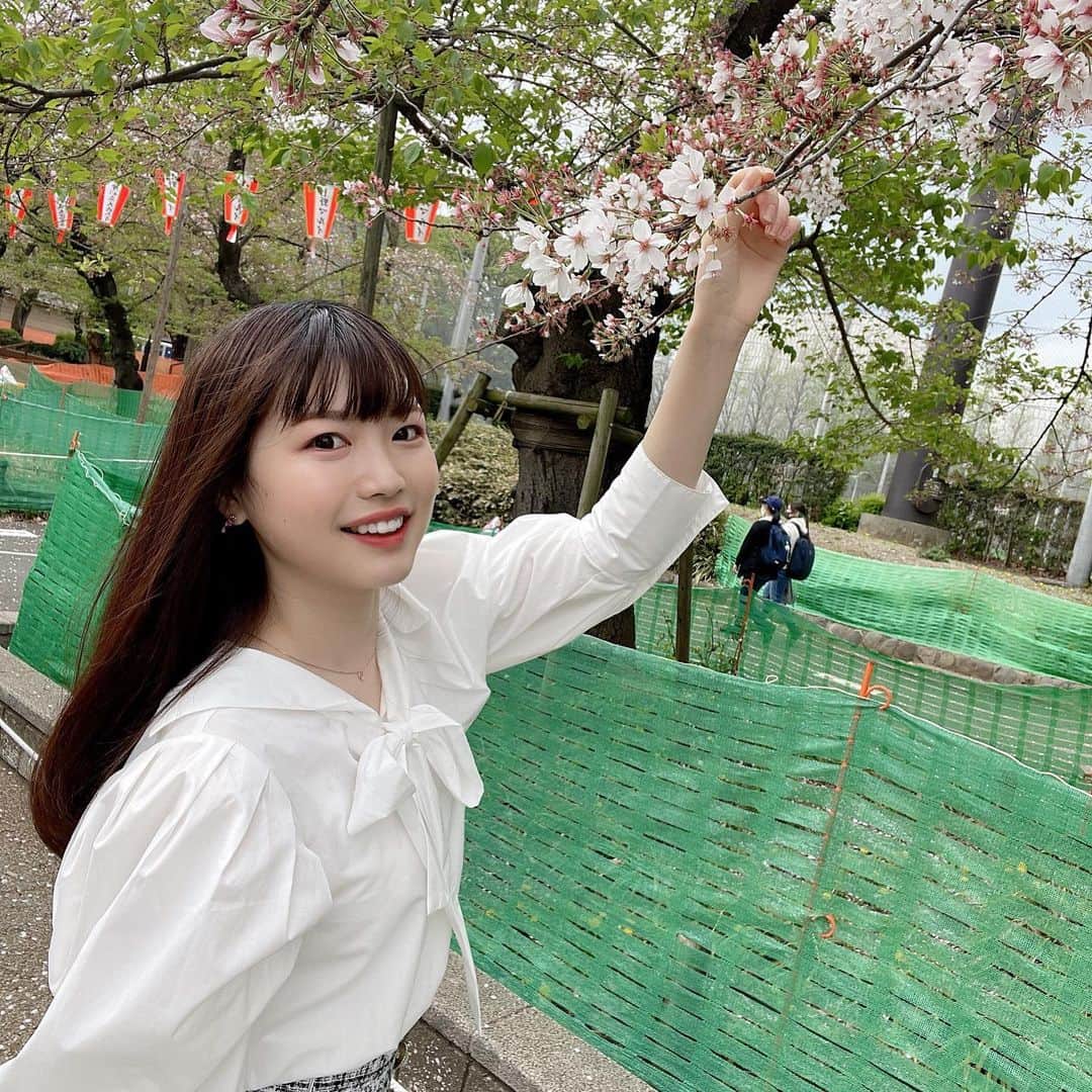 のインスタグラム：「葉桜を見上げています🌸 　#葉桜　#桜　#cherryblossom  #Spring #Instagram #インスタ　#instagramjapan #instagramers #photo #picture #Follow」