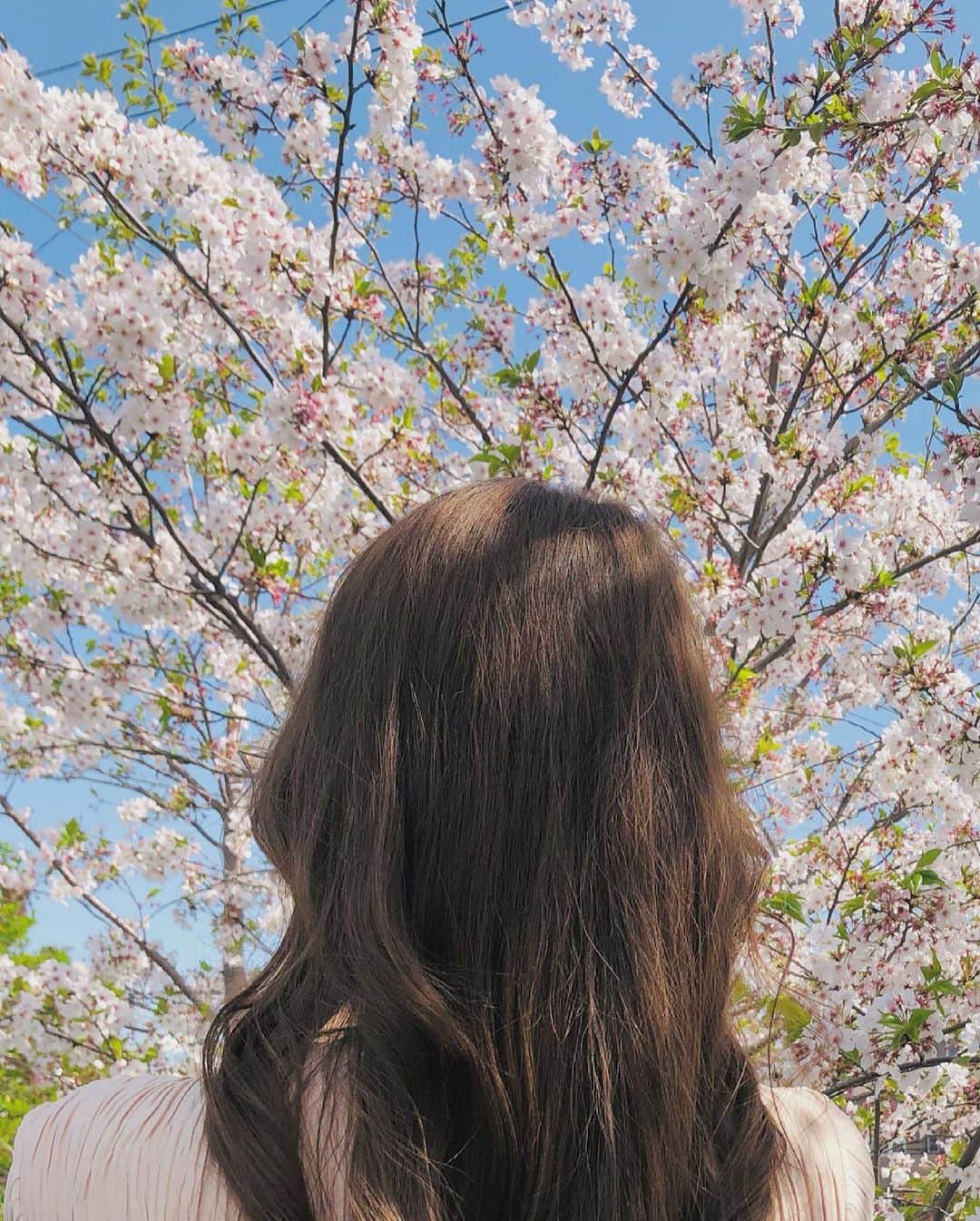 内山絵里加さんのインスタグラム写真 - (内山絵里加Instagram)「・ ・ 桜さんぽ🌸 うららかな春をおすそわけ。 葉桜も、好きだなあ。 ・ 今年は見納めでしょうか。 もう藤の花が咲いていました。 なんだか今年は季節が進むのが早いような。 また来年を、たのしみに🌸 ・ きょうはお仕事がんばります！ 素敵な日曜日を♡ ・ #桜 #桜並木 #静岡 #ソメイヨシノ#さんぽ #花めぐり #都田川 #日曜日」4月4日 14時36分 - erika.uchiyama1129