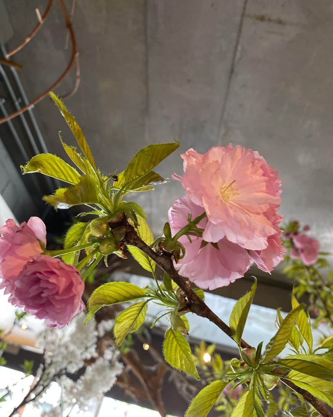 のインスタグラム：「桜が咲いて、そして散って、その後は青々とした葉桜になって。 次は八重桜が咲く頃に。 心が踊って、儚さを感じて、生命の強さを知らされる。 桜から学ぶ毎年です。  #spring#cherryblossom#八重桜」