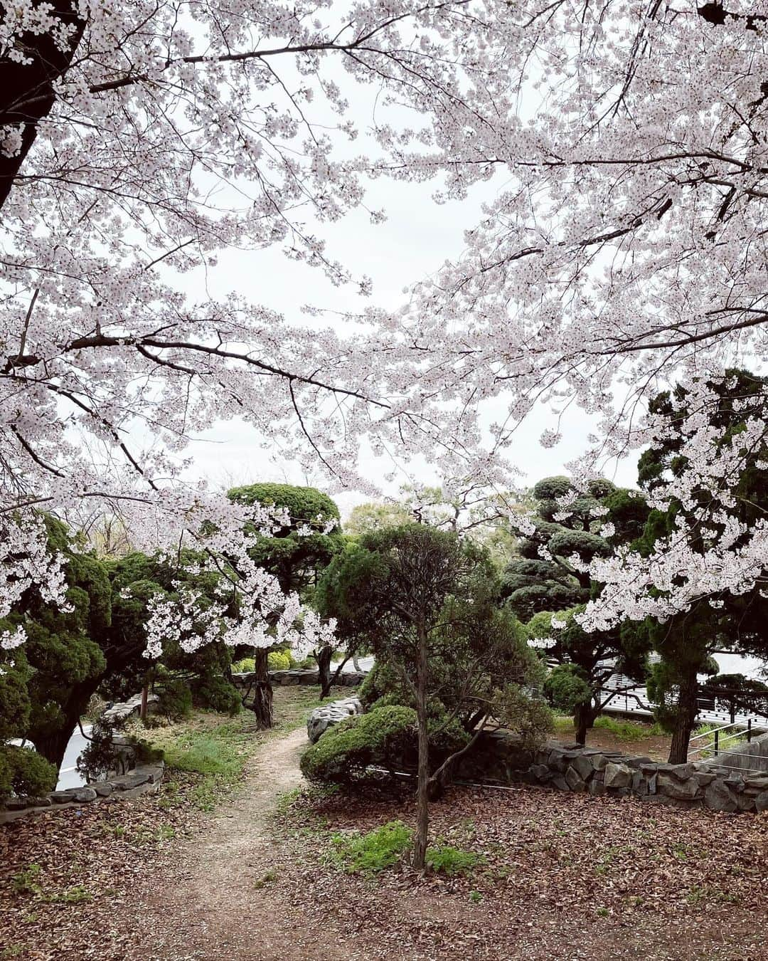 ジェニーさんのインスタグラム写真 - (ジェニーInstagram)「🌸봄🌸」4月4日 15時21分 - jennierubyjane