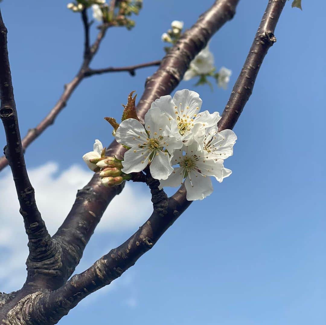 氷川きよしさんのインスタグラム写真 - (氷川きよしInstagram)「皆さんこんにちは。お元気ですか？ステキな日曜日をお過ごしですか？😉  桃の花と佐藤錦の花が今年も咲きました！本当にかわいいのぉー！  ピンクの花が桃。🍑  白が佐藤錦。🍒  趣味の園芸の収録で先生から桃の花はお茶にするとかすかに桃の香りがすると伺いました。  かすかに桃😉  時間が経つとほんのりピンク。  by kii  #氷川きよし #hikawakiyoshi #kii #bykii #キヨラー」4月4日 15時22分 - hikawa_kiyoshi_official