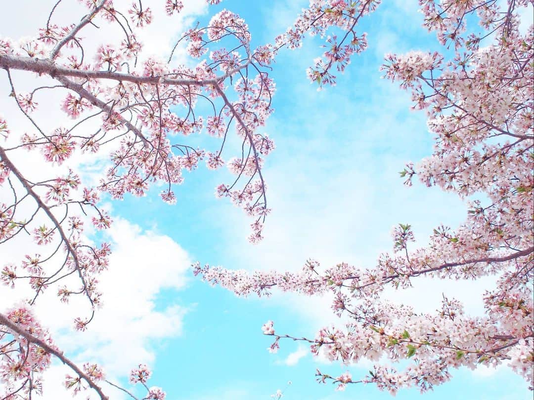 酒井千佳さんのインスタグラム写真 - (酒井千佳Instagram)「* もういいかげん しつこいと思われてるであろう桜。  そろそろ終わりかけだけど 桜吹雪の最後まで楽しみます。  地元伊丹の昆陽池。  もう半分散ってしまっていて 赤い桜になっちゃったなぁ。  と歩いていたら 公園の横の小道みたいなところに いろんな種類の八重桜が。  早くも満開でした。  5枚目の松月っていう桜が可愛かった。  6枚目の桜はさくら餅が食べたくなったよね。  #お花見さんぽ #お花見マニア #お花見2021 #伊丹市民 #昆陽池公園 #昆陽池 #八重桜 #サトザクラ #松月桜」4月4日 9時35分 - sakaichikaaaa