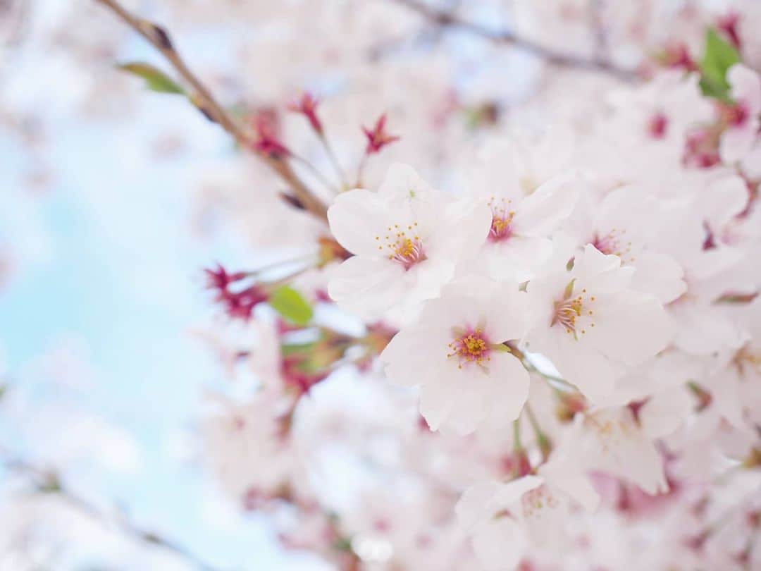 酒井千佳さんのインスタグラム写真 - (酒井千佳Instagram)「* もういいかげん しつこいと思われてるであろう桜。  そろそろ終わりかけだけど 桜吹雪の最後まで楽しみます。  地元伊丹の昆陽池。  もう半分散ってしまっていて 赤い桜になっちゃったなぁ。  と歩いていたら 公園の横の小道みたいなところに いろんな種類の八重桜が。  早くも満開でした。  5枚目の松月っていう桜が可愛かった。  6枚目の桜はさくら餅が食べたくなったよね。  #お花見さんぽ #お花見マニア #お花見2021 #伊丹市民 #昆陽池公園 #昆陽池 #八重桜 #サトザクラ #松月桜」4月4日 9時35分 - sakaichikaaaa