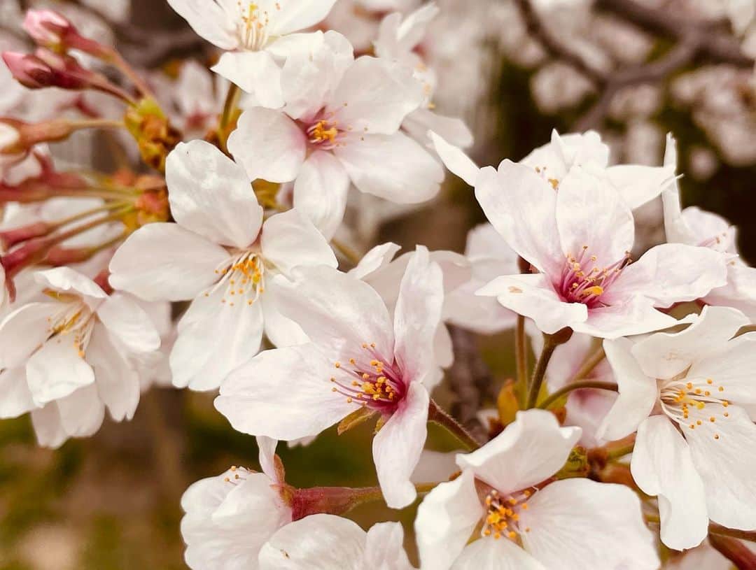 三船美佳さんのインスタグラム写真 - (三船美佳Instagram)「🌷💐🌸 こないだ桜を見に行った時 駐車場までの帰り道に それはそれは美しい チューリップ畑がありました🌷  人も少なかったので少しだけ ゆっくり歩いてみました🚶‍♀️  この彩り💐✨ うっとりため息が出ちゃうほど 綺麗だったなぁ☺️  心、満たされました💓」4月4日 10時35分 - mikamifune_official