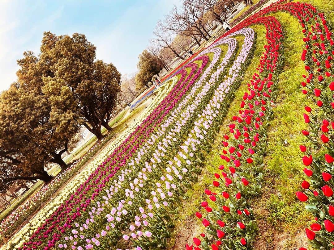 三船美佳さんのインスタグラム写真 - (三船美佳Instagram)「🌷💐🌸 こないだ桜を見に行った時 駐車場までの帰り道に それはそれは美しい チューリップ畑がありました🌷  人も少なかったので少しだけ ゆっくり歩いてみました🚶‍♀️  この彩り💐✨ うっとりため息が出ちゃうほど 綺麗だったなぁ☺️  心、満たされました💓」4月4日 10時35分 - mikamifune_official