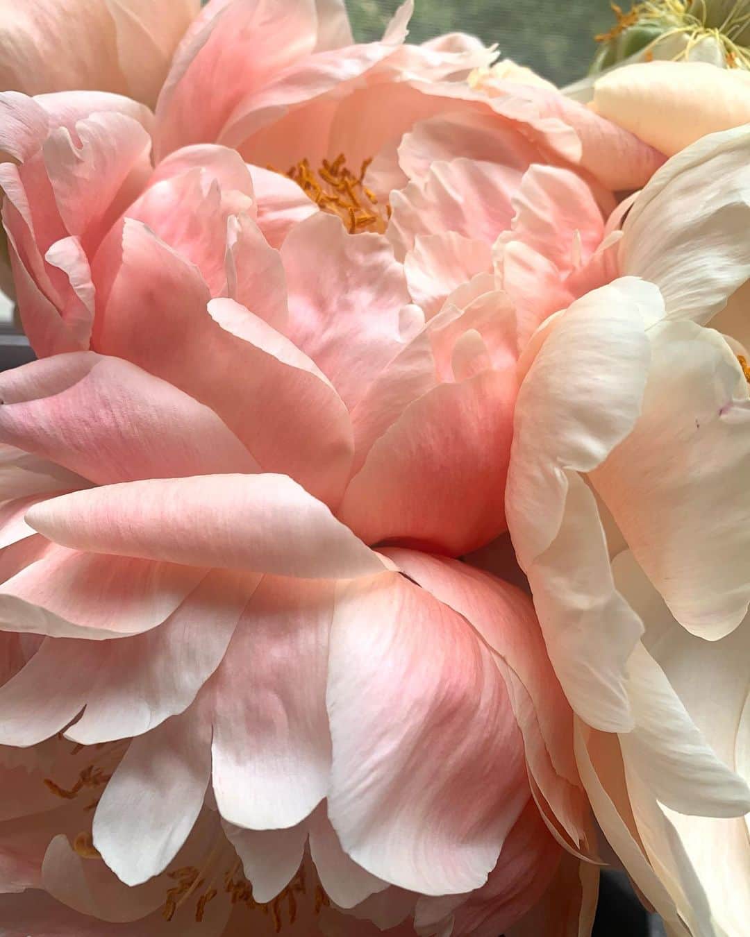 坂本美雨さんのインスタグラム写真 - (坂本美雨Instagram)「数日前の、濃いピンクの芍薬が最後には色が抜けていった。 どんな姿もかわいいなぁ。」4月4日 11時21分 - miu_sakamoto