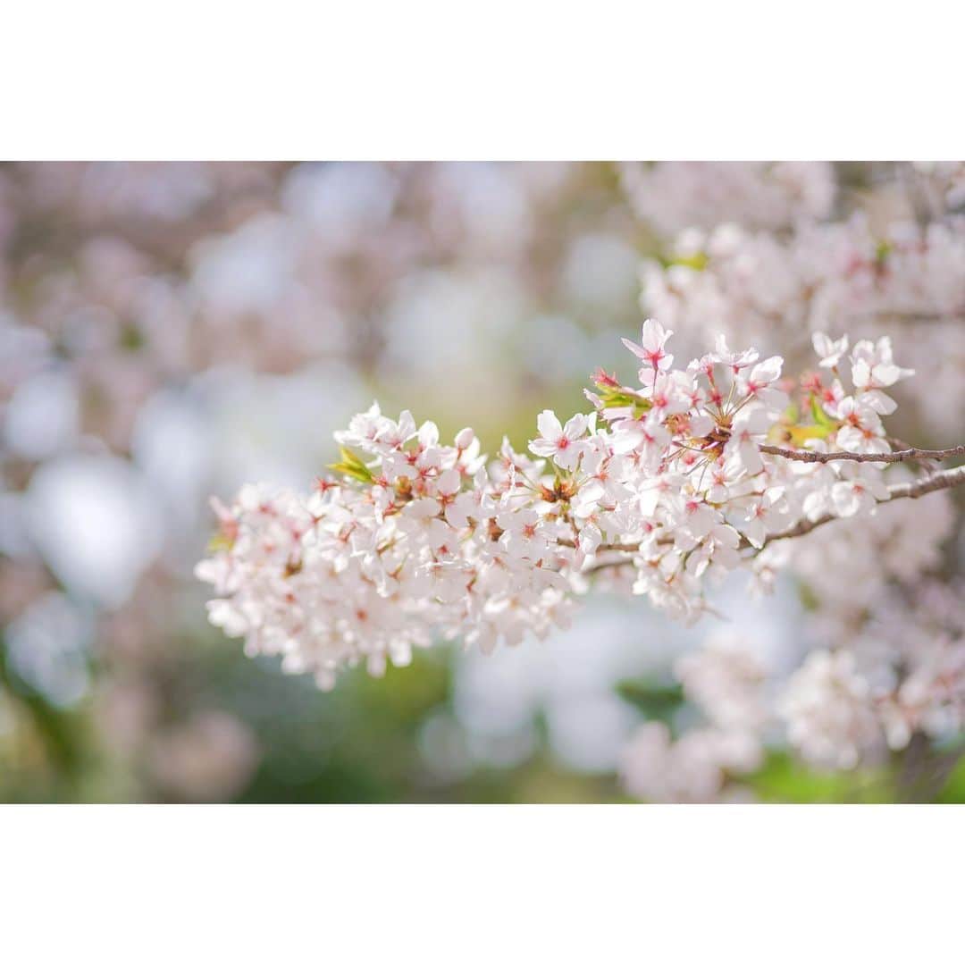 岩原大起のインスタグラム：「澤口アナと桜  木々や草も美しい緑色になってきました。  お互いバタバタしていて、 合わせられた時間が10分。  ダッシュで行って、数カット撮って またダッシュで社内に戻りました。  #α7iii #canon85mmf18 #camera #photography #sakura #photo  #桜ポートレート #桜 #サクラ #春  #大阪 #大阪城公園 #ytv」