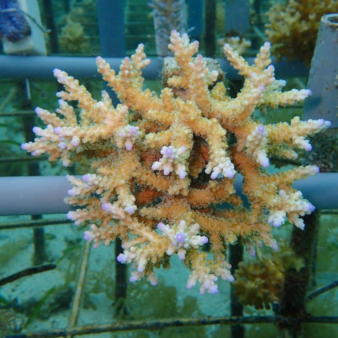 田中律子さんのインスタグラム写真 - (田中律子Instagram)「NPO法人アクアプラネット🐚 2006年からサンゴ保護活動をしてます🌞🌈🐚 この移植サンゴは、日本サップヨガ協会　@japansupyogaassociation  のイベント寄付で植えたサンゴちゃん💛1年でここまで成長してます🌞  アクアプラネットもサップヨガ協会も理事長をしている私🤩アクアプラネットは海の中で、サップヨガは海の上で🏄‍♀️🧘‍♀️どちらも私の大切な仲間たちと活動してます🌈🌞海で遊ばせてもらうから、海に恩返しを🙏この海でずっと遊べますように。  100年後の子供たちにこの海を残そう🤩  私たちの活動に興味を持ってくれたら、ぜひ私のプロフィールからアクアプラネットのHPにとんで、応援プログラム📣からサンゴの苗を購入できます💛この写真のように、自分のサンゴを海に植えることができます🤩  #okinawa #okinawalife  #beachlife  #coral  #savetheearth  #savethecoral  #3935プロジェクト  #npo法人アクアプラネット  #石垣島サンゴ大使  #100年後の子供たちにこの海を残そう  #さんご畑  #ボランティア」4月4日 12時02分 - ri2kotanaka