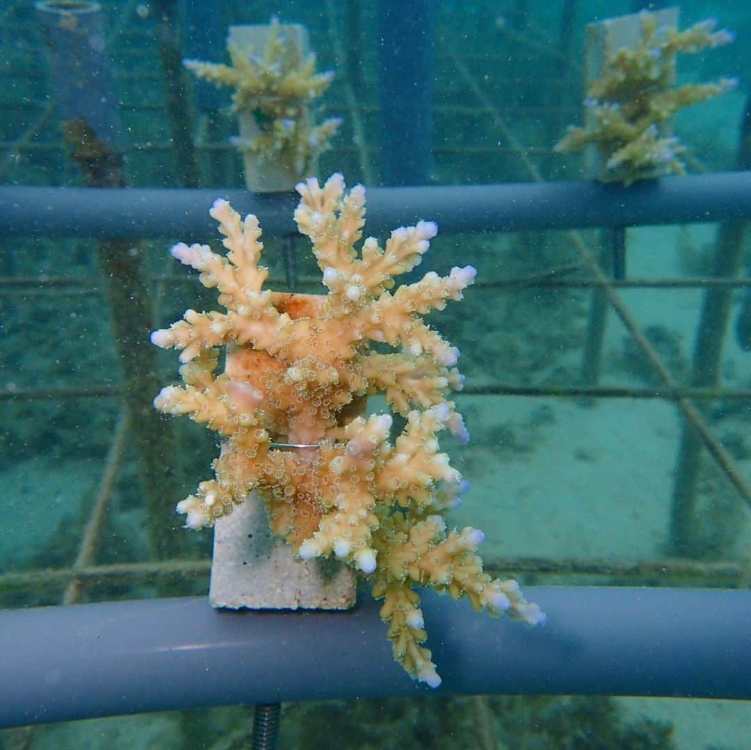 田中律子さんのインスタグラム写真 - (田中律子Instagram)「NPO法人アクアプラネット🐚 2006年からサンゴ保護活動をしてます🌞🌈🐚 この移植サンゴは、日本サップヨガ協会　@japansupyogaassociation  のイベント寄付で植えたサンゴちゃん💛1年でここまで成長してます🌞  アクアプラネットもサップヨガ協会も理事長をしている私🤩アクアプラネットは海の中で、サップヨガは海の上で🏄‍♀️🧘‍♀️どちらも私の大切な仲間たちと活動してます🌈🌞海で遊ばせてもらうから、海に恩返しを🙏この海でずっと遊べますように。  100年後の子供たちにこの海を残そう🤩  私たちの活動に興味を持ってくれたら、ぜひ私のプロフィールからアクアプラネットのHPにとんで、応援プログラム📣からサンゴの苗を購入できます💛この写真のように、自分のサンゴを海に植えることができます🤩  #okinawa #okinawalife  #beachlife  #coral  #savetheearth  #savethecoral  #3935プロジェクト  #npo法人アクアプラネット  #石垣島サンゴ大使  #100年後の子供たちにこの海を残そう  #さんご畑  #ボランティア」4月4日 12時02分 - ri2kotanaka