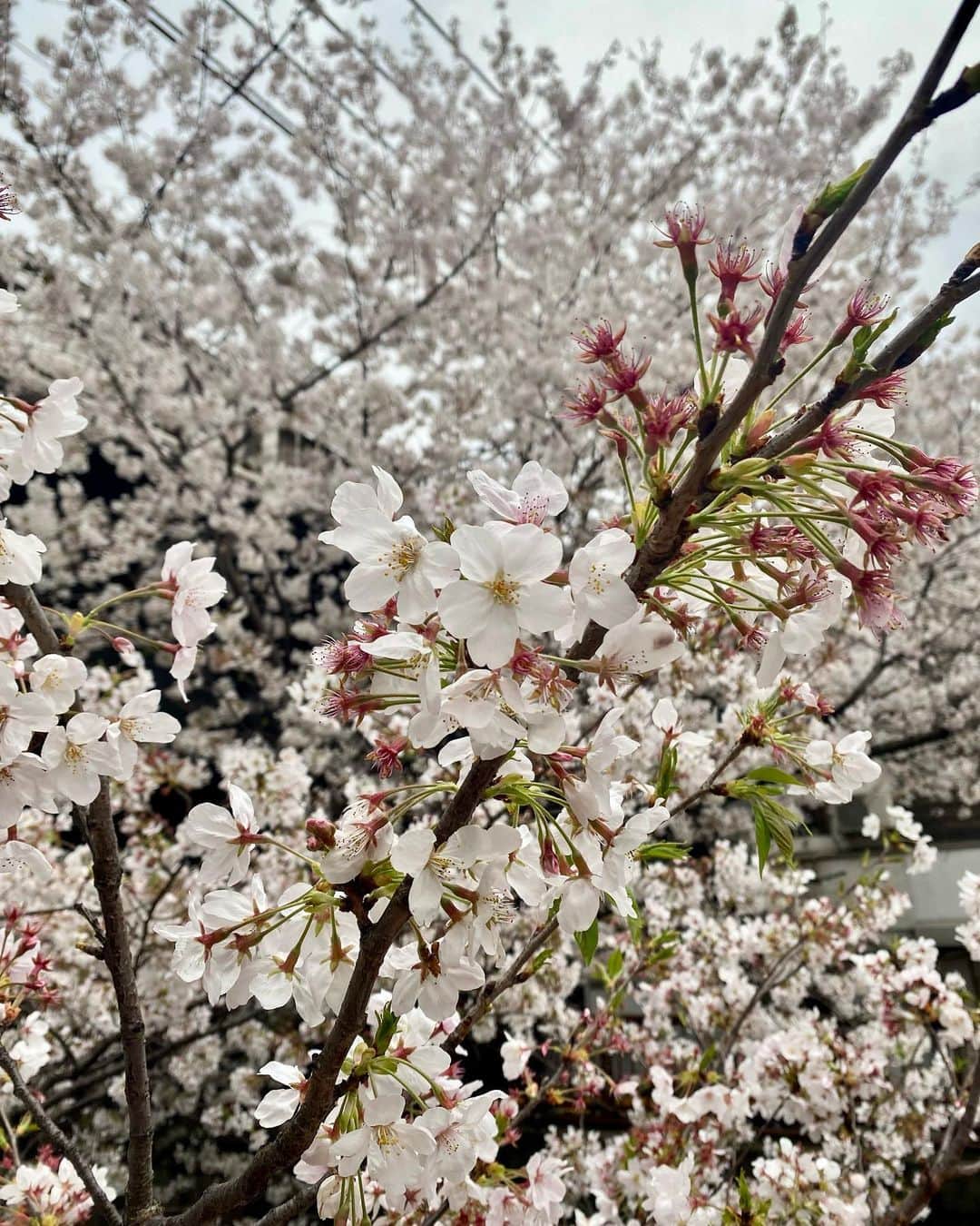 KEIさんのインスタグラム写真 - (KEIInstagram)「ちょうど通りかかった時 桜が綺麗に咲いてたので☺️🌸📸  #ootd #けいのお洋服 #中目黒」4月4日 12時00分 - kei_oktwins