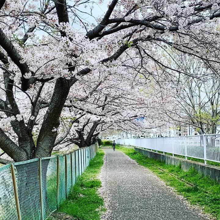 一青妙のインスタグラム：「ちょっとロングライド。  川沿いの桜がとても綺麗な場所を発見！  桜のトンネルになっていて、そよそよと風に乗って桜吹雪が舞っていました。  週末に琵琶湖一周をした友人も、桜が満開で綺麗だった、と教えてくれました♪  緑も増えてきた今日この頃。 いちばん、景色が華やかな時期かもしれませんね。  #サイクリング #ワンダーブルー #wonderblue #liv #team_wonderblue #LivCycling #livjp #giant #サイクルチームワンダーブルー #自転車女子 #ジャイアント #一青妙 #ソロライド #自転車のある風景 #ロードバイク #ロードバイク女子 #桜」