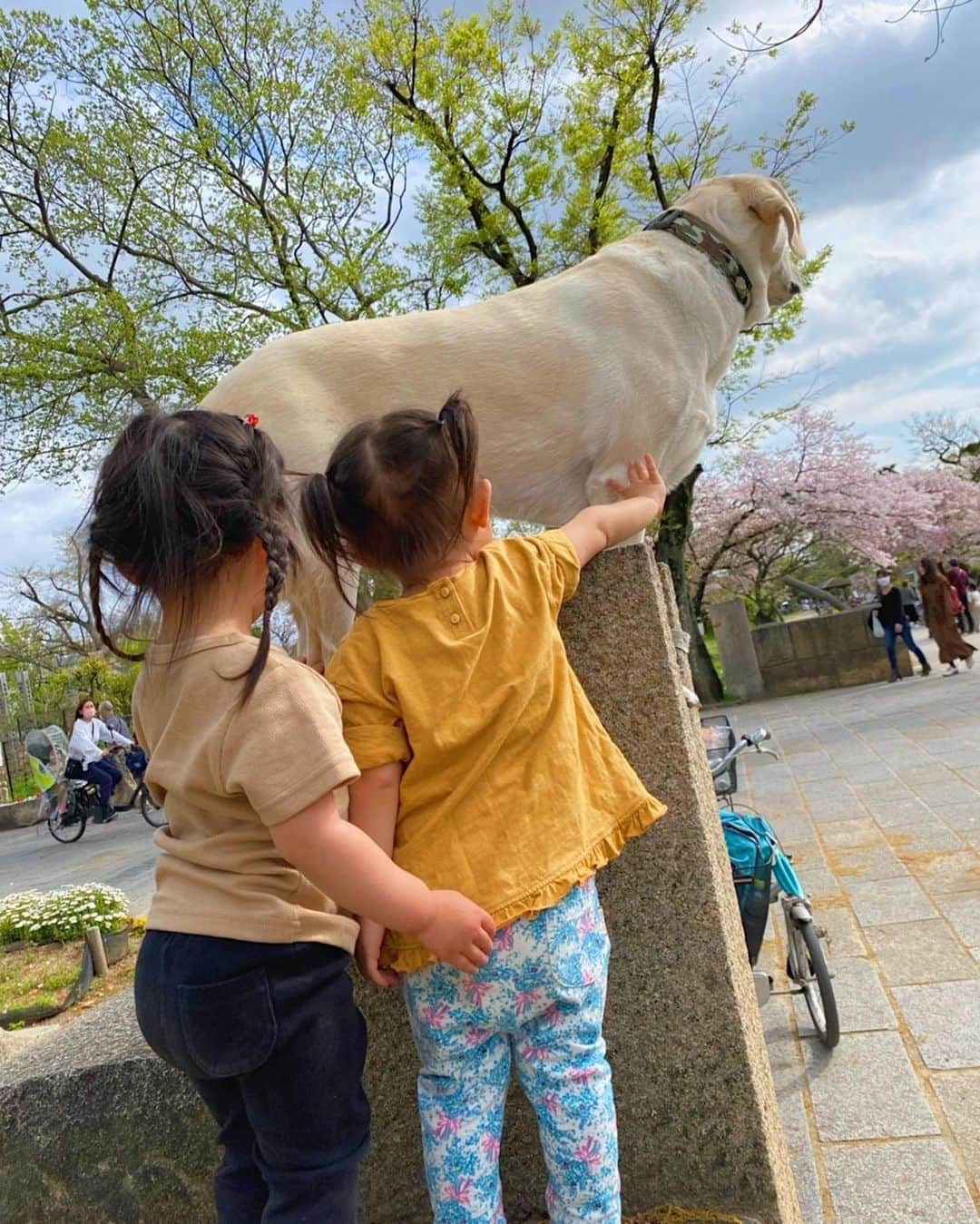 七菜香さんのインスタグラム写真 - (七菜香Instagram)「𝟐𝟎𝟐𝟏年𝐋𝐚𝐬𝐭のお花見🌸 ・ たくさん遊んで楽しかったね☺️ 大きいわんわんが来てたくさん触れ合っていた娘たち💕 可愛かったなあー♡ 今日の雨で桜だいぶちっちゃうかな😢 ・ ・ ・ ・ ・ ・ #cherryblossom #sakura #park #picnic #momlife #momanddaughter #daughter #1year9months #babygirl #instadaily #instagood #お花見 #桜 #公園ピクニック #女の子ベビー #女の子ママ #1歳9ヶ月 #🌸」4月4日 12時50分 - nanaka0118