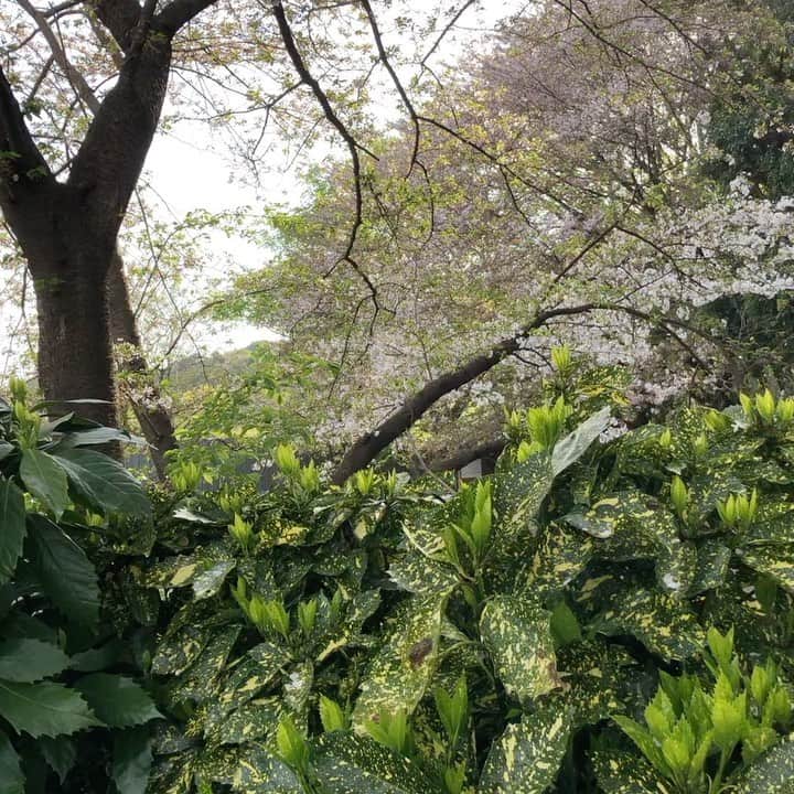 上杉洋史のインスタグラム：「Cherry blossom petals are falling off the trees. #cherryblossoms」