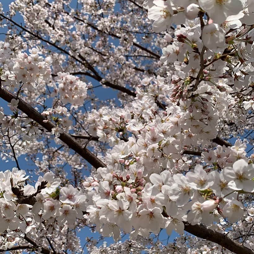 小松菜奈さんのインスタグラム写真 - (小松菜奈Instagram)「2021.04.04🌸」4月4日 23時25分 - konichan7