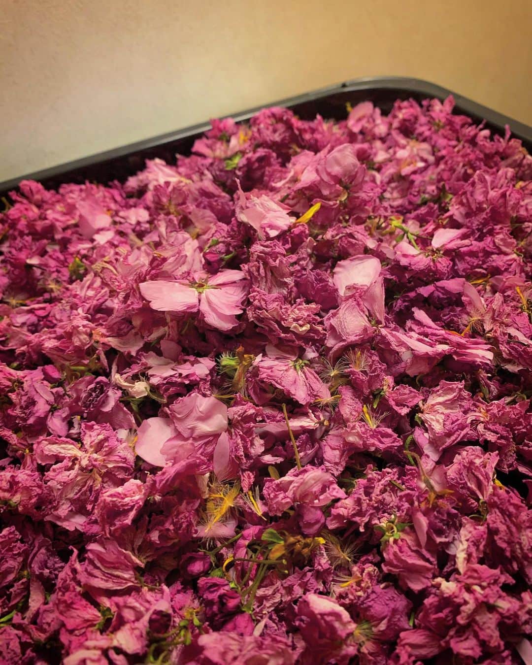 澤田友美のインスタグラム：「. 八重桜🌸を🏠でドライフラワーにしてた1日☔️ 少し薄く紫がかったピンク色になるんだね。 香りもいいなぁ。。☺️ . . #cherryblossom #八重桜 #dryflower」