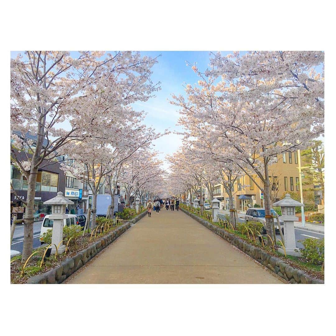 千眼美子さんのインスタグラム写真 - (千眼美子Instagram)「・ 🚶‍♀️🌸🚶‍♂️🌸🚌🌸🚗🌸 #japan  #cherryblossom  #sakura #blooming #桜 #さくら #花見 #お花見 #日本 #神社 #櫻花 #🇯🇵 #⛩ #🌸」4月4日 23時59分 - yoshiko_sengen