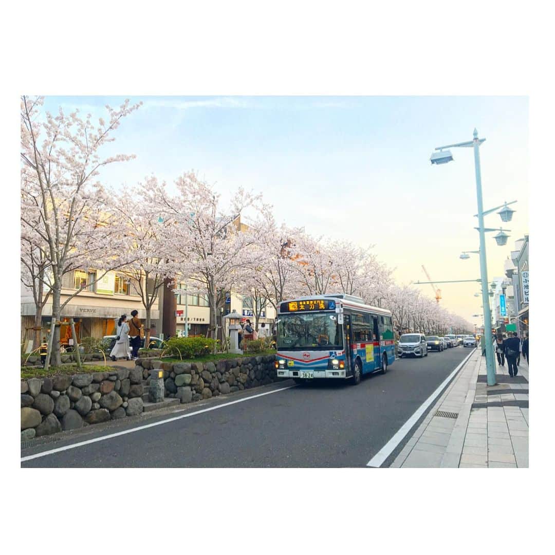 千眼美子さんのインスタグラム写真 - (千眼美子Instagram)「・ 🚶‍♀️🌸🚶‍♂️🌸🚌🌸🚗🌸 #japan  #cherryblossom  #sakura #blooming #桜 #さくら #花見 #お花見 #日本 #神社 #櫻花 #🇯🇵 #⛩ #🌸」4月4日 23時59分 - yoshiko_sengen