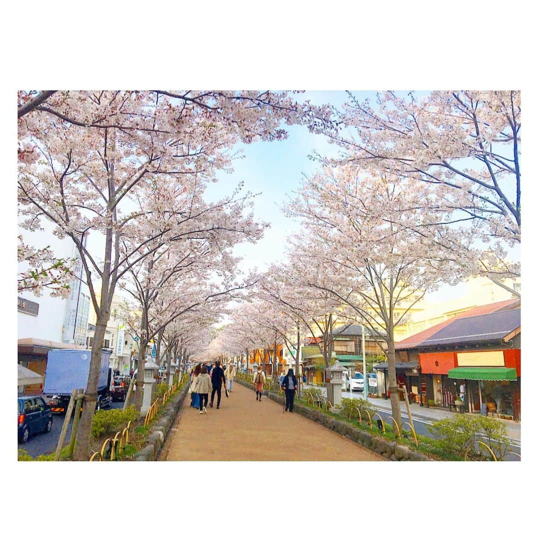 千眼美子のインスタグラム：「・ 🚶‍♀️🌸🚶‍♂️🌸🚌🌸🚗🌸 #japan  #cherryblossom  #sakura #blooming #桜 #さくら #花見 #お花見 #日本 #神社 #櫻花 #🇯🇵 #⛩ #🌸」