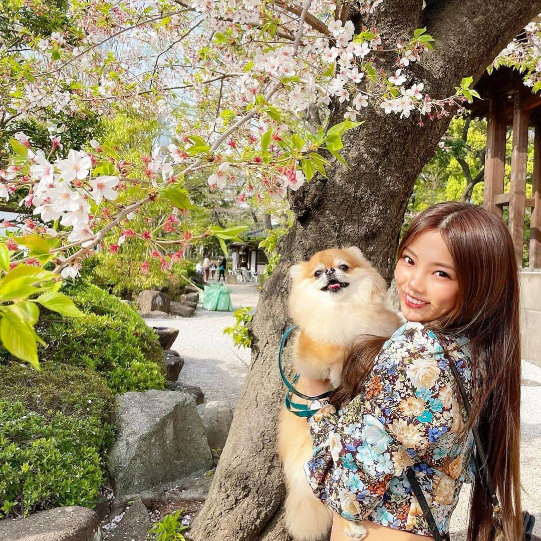 MiyakeKasumi さんのインスタグラム写真 - (MiyakeKasumi Instagram)「ロナ連れてお花見🌸  ほぼ葉桜笑笑  ロナ毛が伸びててダサいけど可愛いよ💕  #桜  #お花見  #葉桜 #さくら #増上寺 #犬  #ポメラニアン  #ポメチワ  #チワワ #愛犬  #愛犬との暮らし  #可愛い  #ビジョビ#インスタ映え #pomeranian #sakura  #ohanami  #dog  #pomestagram  #instagram  #instagramjapan #japan  #love#sakurablossom #cherryblossom  #sakura🌸」4月4日 16時29分 - 1225kasumi