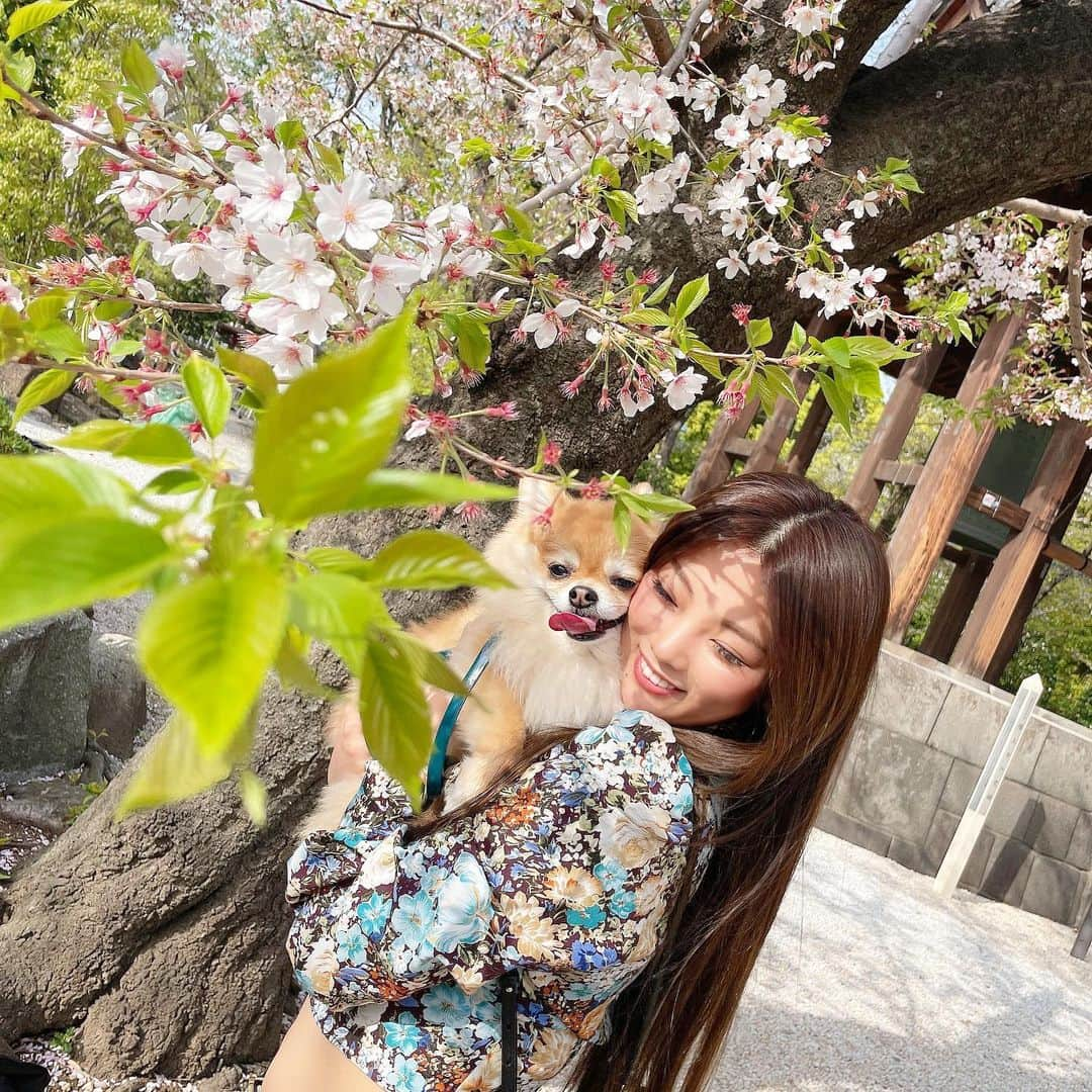 MiyakeKasumi さんのインスタグラム写真 - (MiyakeKasumi Instagram)「ロナ連れてお花見🌸  ほぼ葉桜笑笑  ロナ毛が伸びててダサいけど可愛いよ💕  #桜  #お花見  #葉桜 #さくら #増上寺 #犬  #ポメラニアン  #ポメチワ  #チワワ #愛犬  #愛犬との暮らし  #可愛い  #ビジョビ#インスタ映え #pomeranian #sakura  #ohanami  #dog  #pomestagram  #instagram  #instagramjapan #japan  #love#sakurablossom #cherryblossom  #sakura🌸」4月4日 16時29分 - 1225kasumi