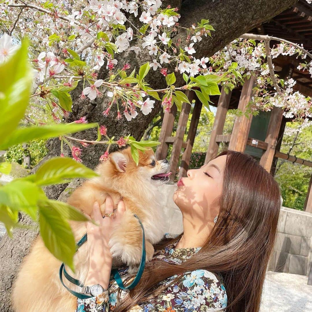 MiyakeKasumi さんのインスタグラム写真 - (MiyakeKasumi Instagram)「ロナ連れてお花見🌸  ほぼ葉桜笑笑  ロナ毛が伸びててダサいけど可愛いよ💕  #桜  #お花見  #葉桜 #さくら #増上寺 #犬  #ポメラニアン  #ポメチワ  #チワワ #愛犬  #愛犬との暮らし  #可愛い  #ビジョビ#インスタ映え #pomeranian #sakura  #ohanami  #dog  #pomestagram  #instagram  #instagramjapan #japan  #love#sakurablossom #cherryblossom  #sakura🌸」4月4日 16時29分 - 1225kasumi