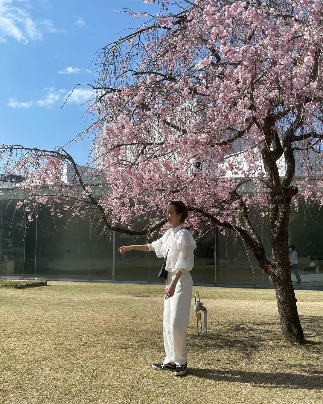 石田一帆さんのインスタグラム写真 - (石田一帆Instagram)「. お仕事で金沢へ。桜が満開🌸  真っ白コーデに桜がすごく映えるな〜と思い せっかくなので写真撮る時だけマスクを外して 撮ってもらいました。  さっとマスク外した時もポピーレッドの赤みが キレイに残っててやっぱりいい、と☺️(自画自賛  全身真っ白、小物にブラックを投入して 🐼イメージのコーデに。  推しブラウスとパンツは @lpdgem.official  (袖のくしゅくしゅがかわいいと伝えたかったのに まくってて全然見えてなかったので最後に動画を)  バッグは @kubera9981 × @ishidakazuho  このバッグ本当使える〜🥺短めが好きです スニーカーは @vansjapan (ソールいれようかな  #ik_kanazawa#ik_travel#kanazawatrip#lpdgem#kuberaxishidakazuho#春コーデ#金沢旅行」4月4日 17時03分 - ishidakazuho