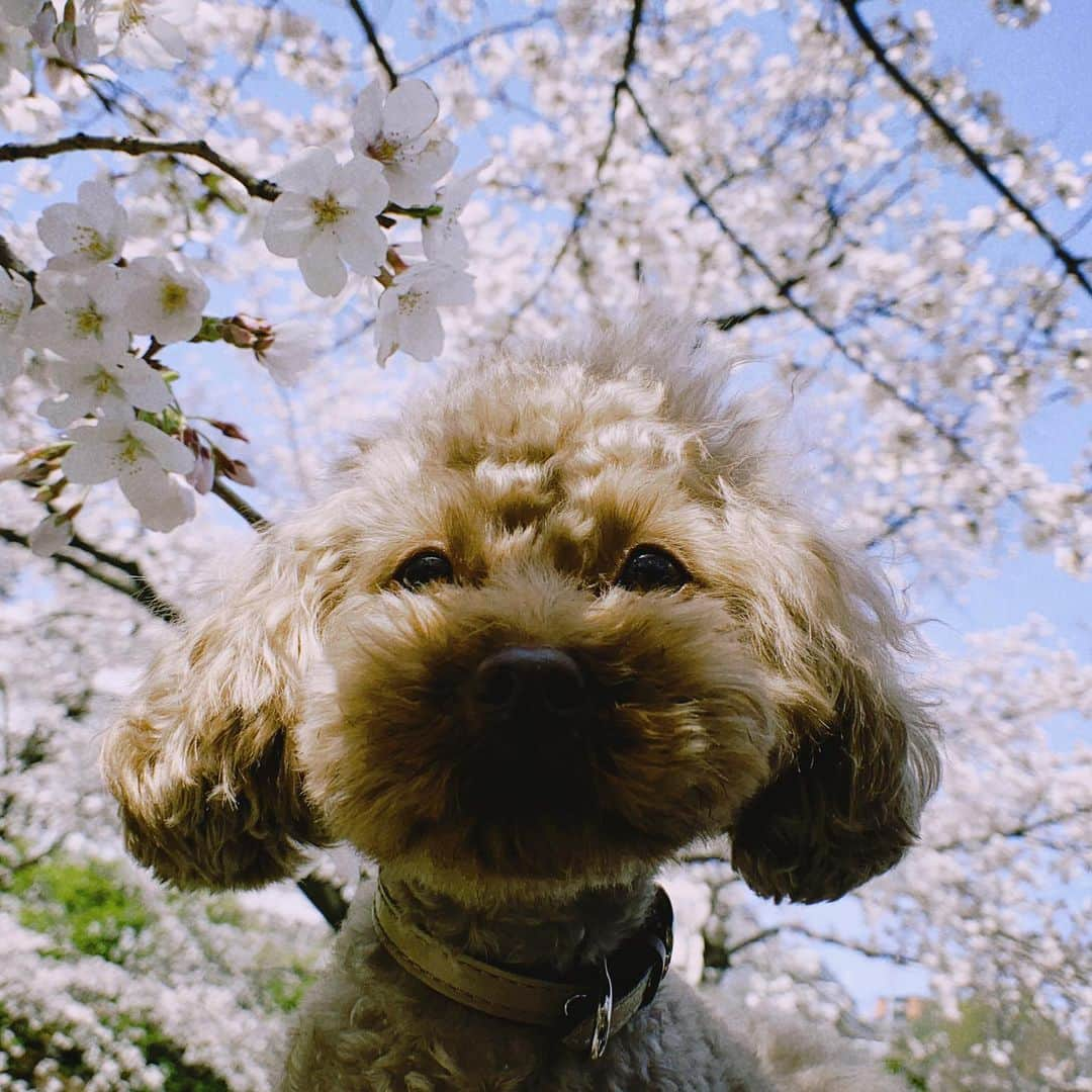 大政絢さんのインスタグラム写真 - (大政絢Instagram)「満開🌸の時お散歩の途中にパチリ📸今年はあっという間に葉桜になってしまったので見れたのは一瞬でしたが写真に残せて満足🌸🐶🌸  ショコラとも来年また一緒に来れたらいいな〜🐶  #桜#愛犬」4月4日 17時12分 - aya_omasa_official