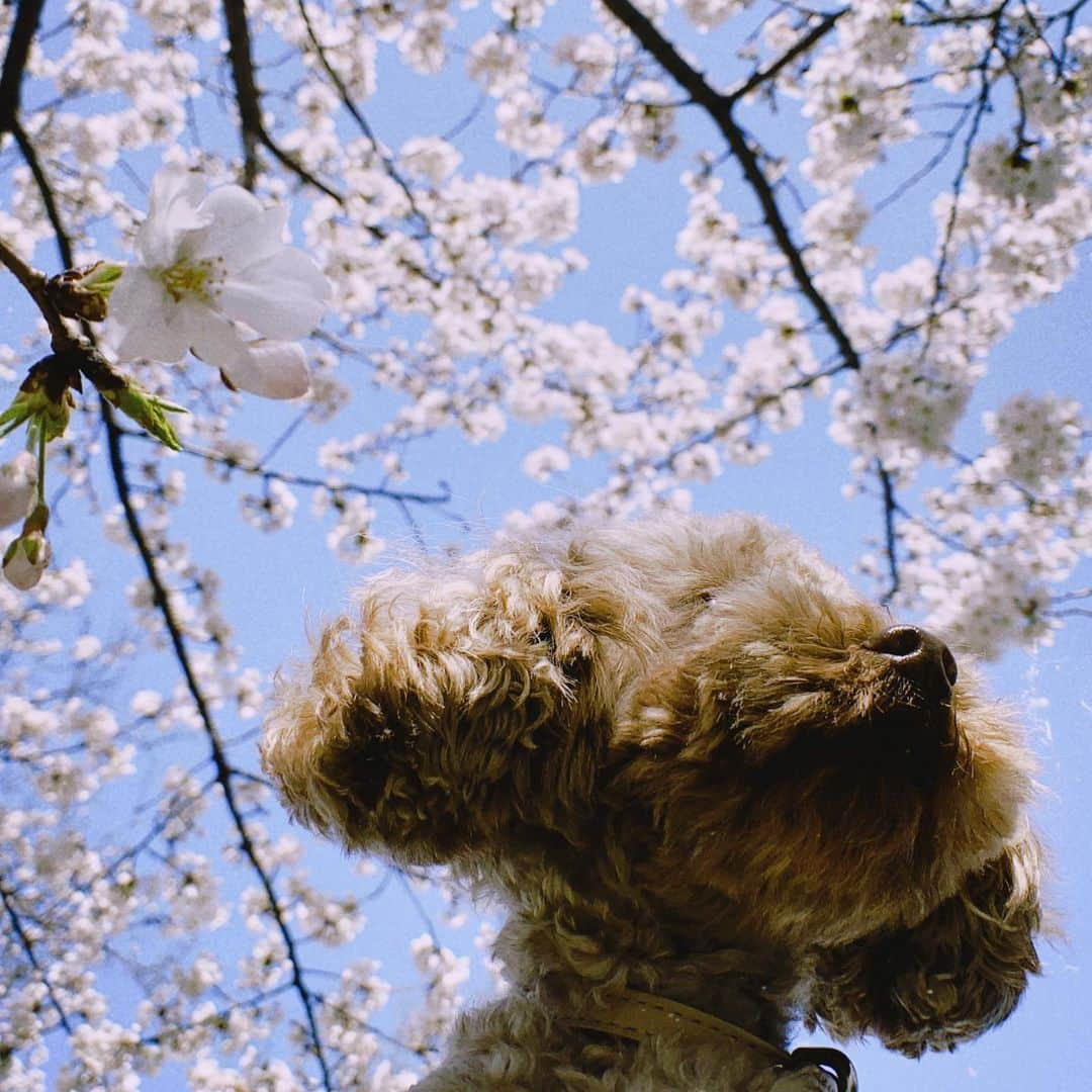 大政絢さんのインスタグラム写真 - (大政絢Instagram)「満開🌸の時お散歩の途中にパチリ📸今年はあっという間に葉桜になってしまったので見れたのは一瞬でしたが写真に残せて満足🌸🐶🌸  ショコラとも来年また一緒に来れたらいいな〜🐶  #桜#愛犬」4月4日 17時12分 - aya_omasa_official