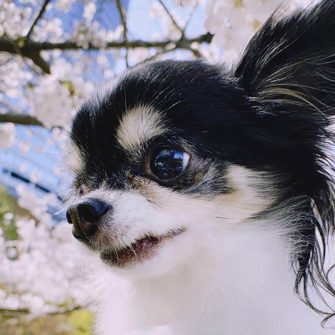 大政絢さんのインスタグラム写真 - (大政絢Instagram)「満開🌸の時お散歩の途中にパチリ📸今年はあっという間に葉桜になってしまったので見れたのは一瞬でしたが写真に残せて満足🌸🐶🌸  ショコラとも来年また一緒に来れたらいいな〜🐶  #桜#愛犬」4月4日 17時12分 - aya_omasa_official