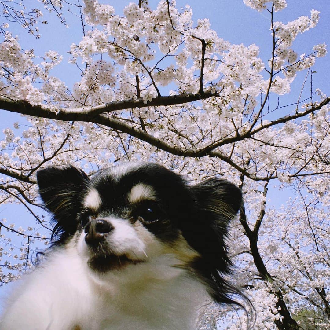 大政絢さんのインスタグラム写真 - (大政絢Instagram)「満開🌸の時お散歩の途中にパチリ📸今年はあっという間に葉桜になってしまったので見れたのは一瞬でしたが写真に残せて満足🌸🐶🌸  ショコラとも来年また一緒に来れたらいいな〜🐶  #桜#愛犬」4月4日 17時12分 - aya_omasa_official