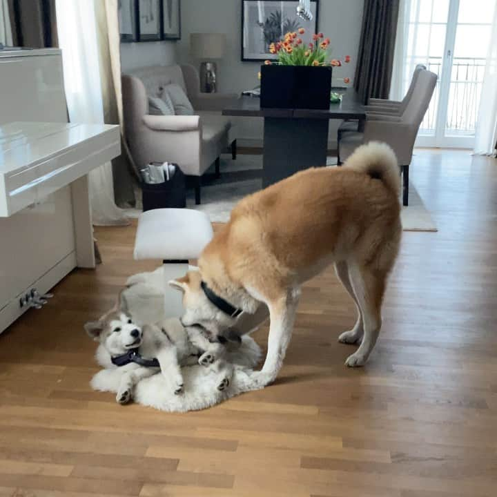 Mikkaのインスタグラム：「Our daily morning fight 😂🐶」