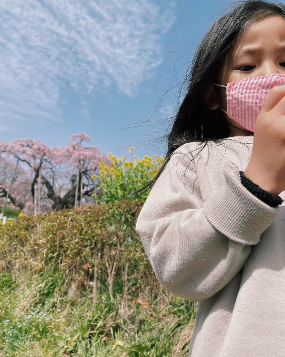 原田沙奈子さんのインスタグラム写真 - (原田沙奈子Instagram)「三春滝桜。  綺麗だったなー これで3分咲きってゆーから驚く。  菜の花と桜と青空。  桜見えたー！のタイミングでアマネのトイレタイムとなり、 トイレ探しながら5歳児を半分抱えてダッシュ、 疲労感と共に見た景色が沁みた。  忘れないぜ🌸  #福島#三春滝桜」4月4日 17時35分 - sanakoharada