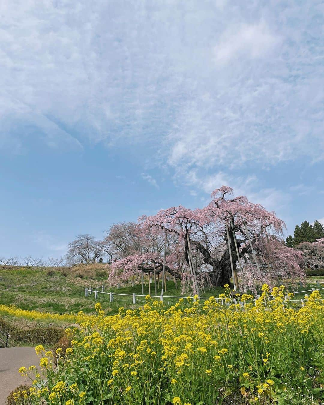 原田沙奈子さんのインスタグラム写真 - (原田沙奈子Instagram)「三春滝桜。  綺麗だったなー これで3分咲きってゆーから驚く。  菜の花と桜と青空。  桜見えたー！のタイミングでアマネのトイレタイムとなり、 トイレ探しながら5歳児を半分抱えてダッシュ、 疲労感と共に見た景色が沁みた。  忘れないぜ🌸  #福島#三春滝桜」4月4日 17時35分 - sanakoharada