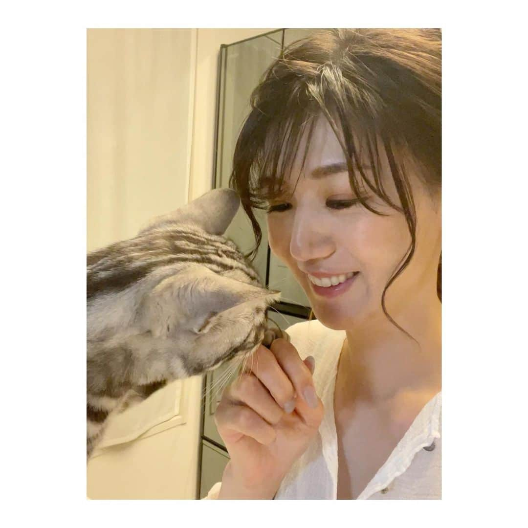 栗原恵さんのインスタグラム写真 - (栗原恵Instagram)「🌰 ※発売日修正しました⛑  「雑誌ねこ 118号」に 縁と紬と共に載せてもらっています🐈🐈♡  2021年4月12日(月) 全国書店・一部コンビニにて発売されます📚  頑張って撮った3人の家族写真も 見てもらえたら嬉しいです🤳笑  #雑誌ねこ #縁と紬🦖🦖  #アメリカンショートヘア  #アメショー  #保護猫 #猫のいる暮らし」4月4日 19時02分 - megumi_kurihara_official