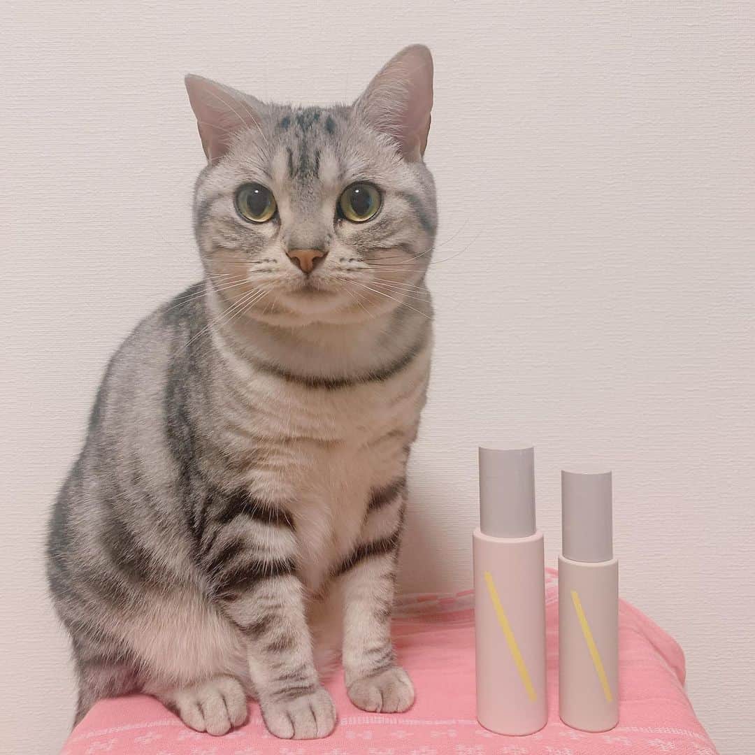 のインスタグラム：「ShinkoQ♥ ｢アンチポリューションヘアケア｣とゆう空気中に漂う花粉・ちり・ほこりなどの汚れから髪を守るアイテム(^^)v @shinkoq_official  デザイン好き♪ 香りも今1番タイプなやーつ♪ 乾燥髪の私にもしっかり水分補給出来てる感じと、ミストは朝も夜も移動先でも持ち歩く事にしました♪リピ確！ #ShinkoQ  #シンコキュウ #アンチポリューション #アンチポリューションケア #アンチポリューションヘアケア　#シャンプー #汚れなければ髪はずっと美しい #ShinkoQsponsored #ヘアケアアイテム #スイートブルーム #アクアマグノリア」