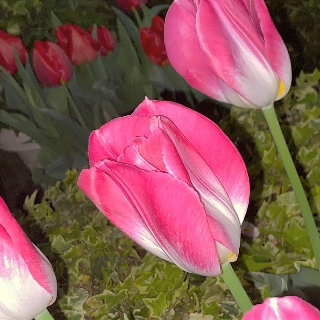 松田美里さんのインスタグラム写真 - (松田美里Instagram)「昔からお花の写真撮るの好き というかお花すき📮🤍 」4月4日 19時35分 - miri_matsuda