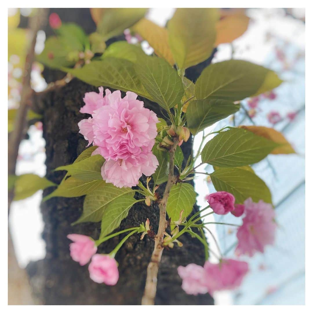 さだまさしさんのインスタグラム写真 - (さだまさしInstagram)「紀尾井町の桜🌸 動画はＭass@Ｍaniaのミタが、、、👀 . #桜 #さだまさし #sadamasashi」4月4日 20時00分 - sada_masashi