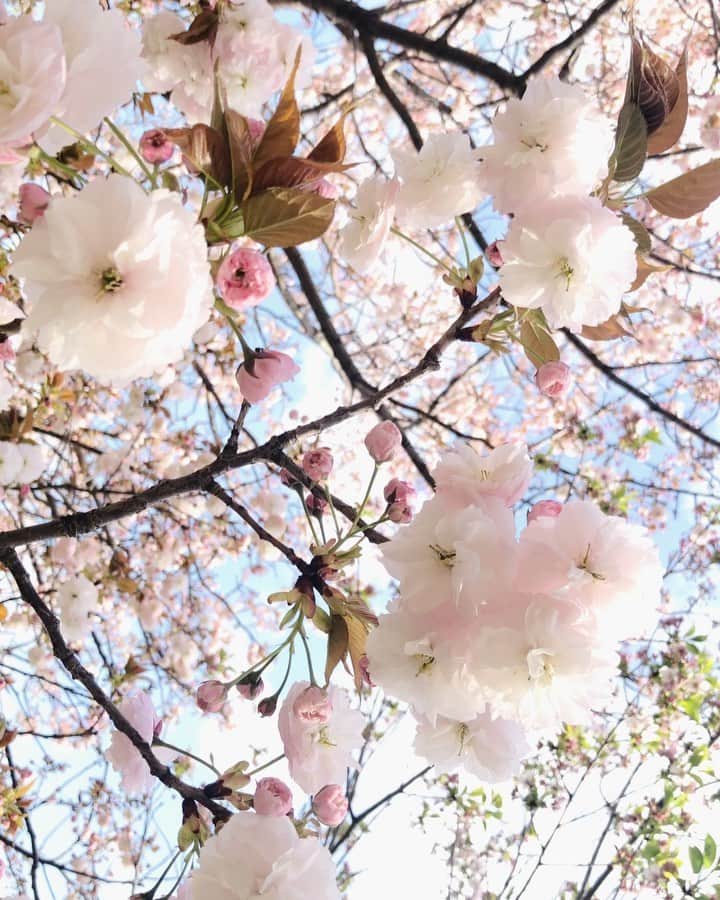 佐藤史果のインスタグラム：「春満開。🌸🌷💗 春爛漫。🌼💛🌿 #桜 #鹿浜都市農業公園  #一葉桜 #八重咲き  #blossom  #🌸」
