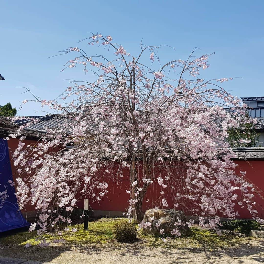 平井絵巳さんのインスタグラム写真 - (平井絵巳Instagram)「🌸色々な街のさくら特集 No.1🌸  意外に穴場スポット！  #矢掛  🌸most beautiful season of cherry blossoms 🌸saison de Fleurs de cerisier  #桜並木#しだれ桜#やまざくら#矢掛の街並み#SAKURA#cherryblossom」4月4日 20時29分 - emiiiii_hra