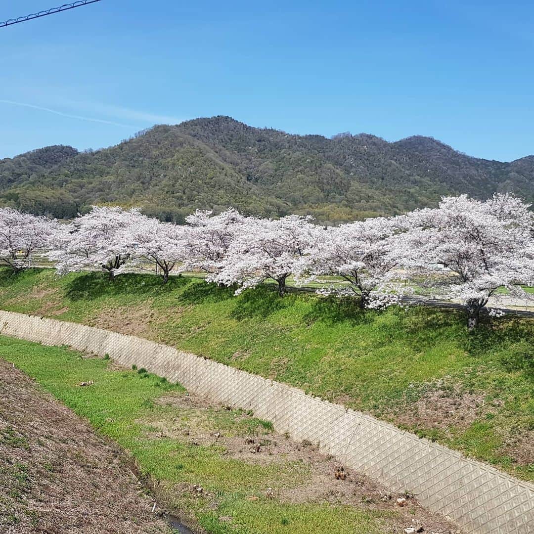 平井絵巳のインスタグラム：「🌸色々な街のさくら特集 No.1🌸  意外に穴場スポット！  #矢掛  🌸most beautiful season of cherry blossoms 🌸saison de Fleurs de cerisier  #桜並木#しだれ桜#やまざくら#矢掛の街並み#SAKURA#cherryblossom」